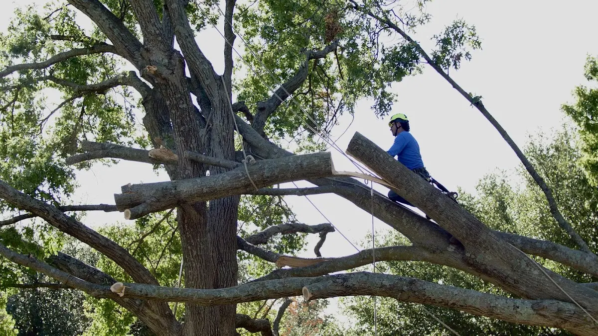 Professional Crown Thinning performed by certified arborists in Schell City